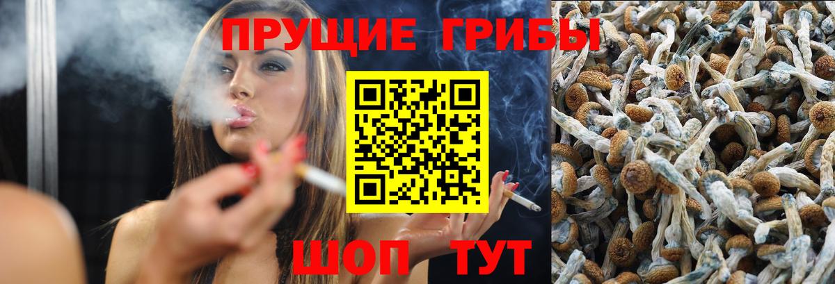 Псилоцибиновые грибы Psilocybe Красногорск